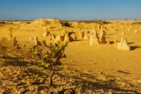 AUS - Pinnacles Desert o3106
